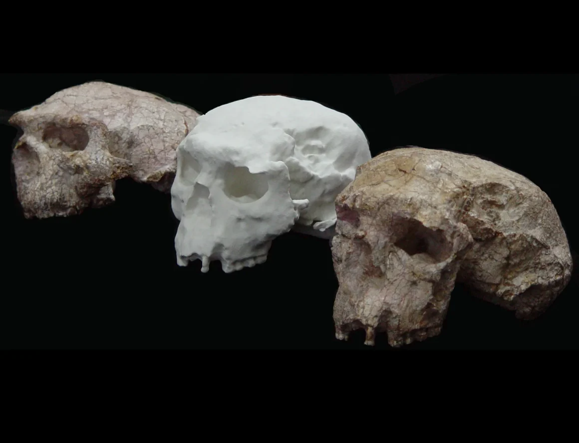 Le Mystère du Fossile de Piltdown