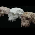 Le Mystère du Fossile de Piltdown