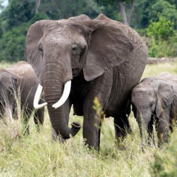 Intoxication au cyanure chez les éléphants du parc Amboseli