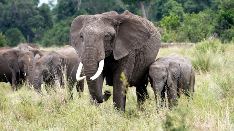 44717766-4836-43fc-84c6-8c06324c37ea Intoxication au cyanure chez les éléphants du parc Amboseli