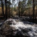 Incendies éteints dans le massif forestier de Fontainebleau