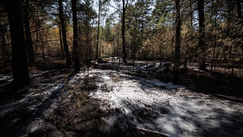 4ab7d9a0-ef10-451f-9095-a735f8a2eb59 Incendies éteints dans le massif forestier de Fontainebleau