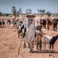 Analyse de la COP17 sur la désertification