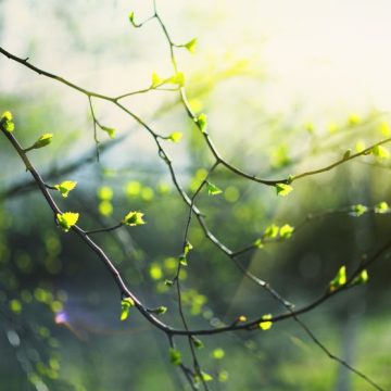 Réflexion sur La Vie de Marie de Rainer Maria Rilke