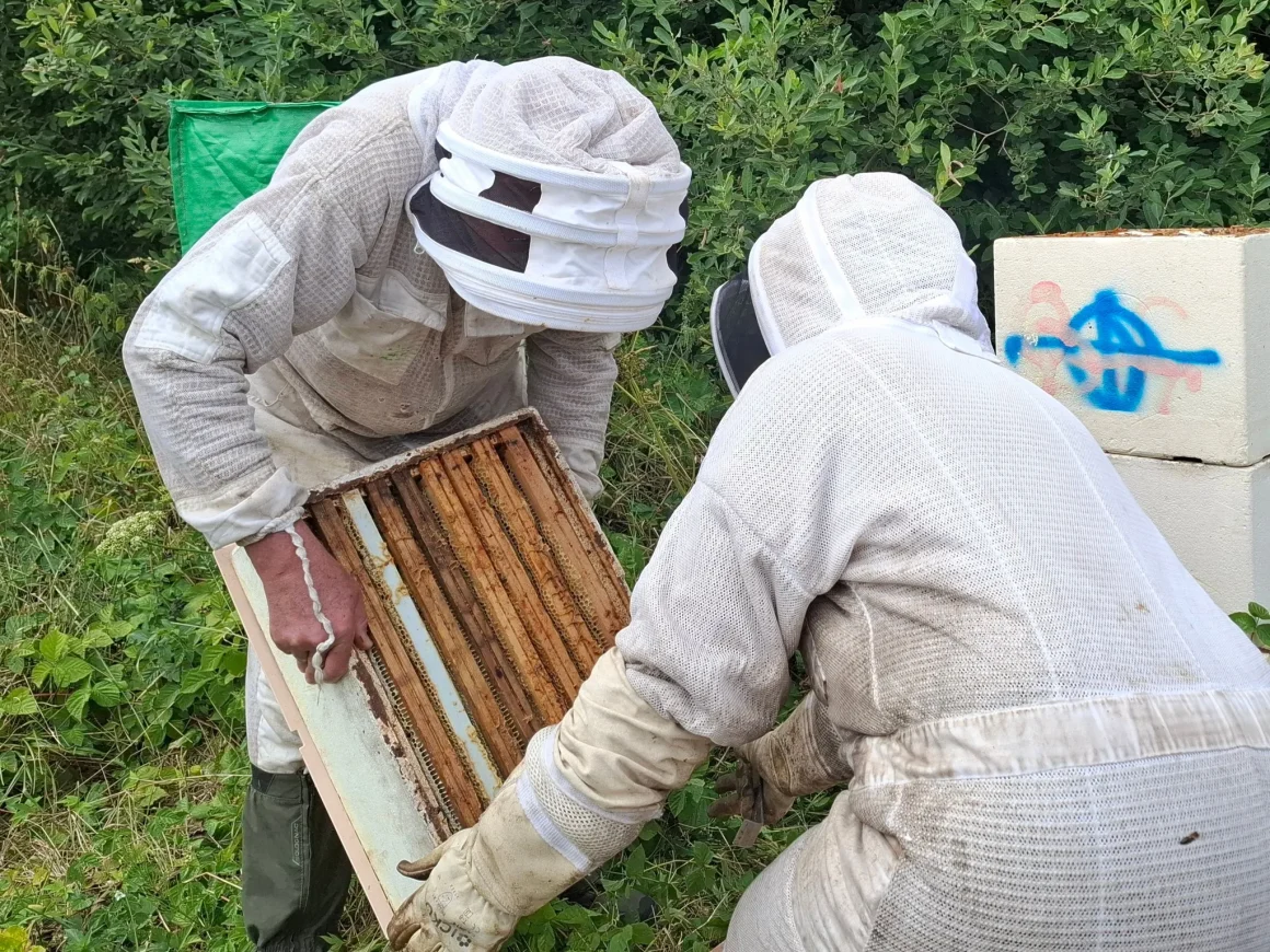La résilience de la luzerne face à la sécheresse dans la Marne