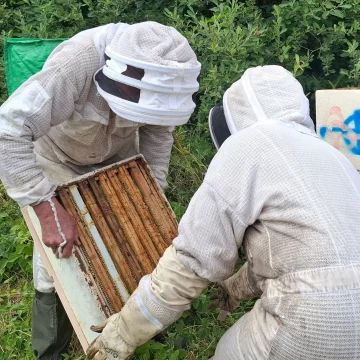 La résilience de la luzerne face à la sécheresse dans la Marne