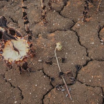 Agriculteurs français face à la sécheresse historique