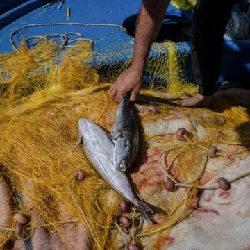 La prolifération du poisson-ballon dans les eaux grecques