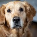 Les chiens imitent les clins d&rsquo;œil de leurs maîtres