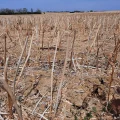 Les vignes face à la sécheresse en Bourgogne