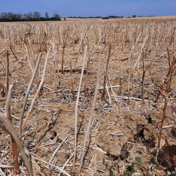 Les vignes face à la sécheresse en Bourgogne