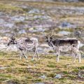 Enquête sur la mort inexpliquée de rennes au Svalbard