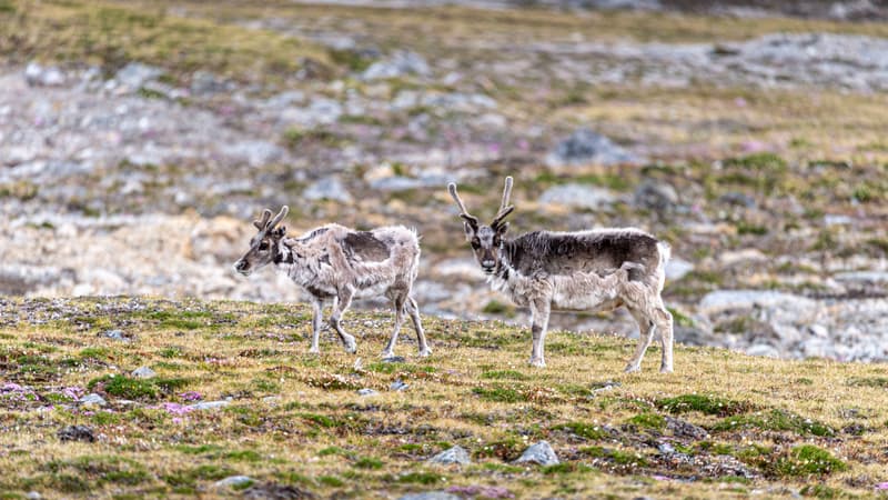 65f3c6bc-5777-4431-bc7a-85e838480897 Enquête sur la mort inexpliquée de rennes au Svalbard
