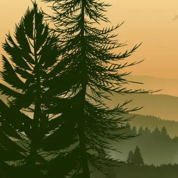 Plongée au cœur des forêts: podcasts pour mieux comprendre et protéger nos arbres