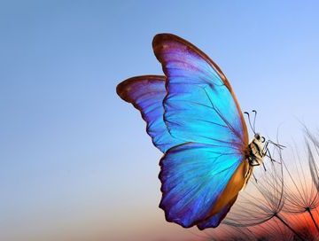 Natural pastel background. Blue morpho butterfly and dandelion. Critique du film ‘Dégel’ de Manuela Martelli