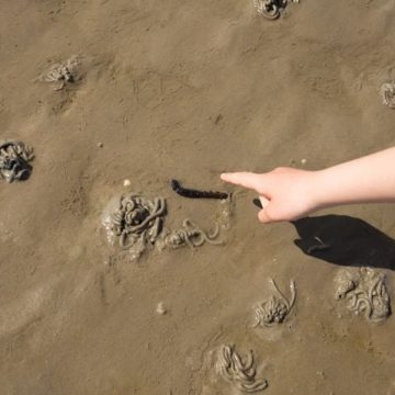 68d2022a-4124-4528-a981-ff95ecc63027 Sous le sable, une plage pleine de vie