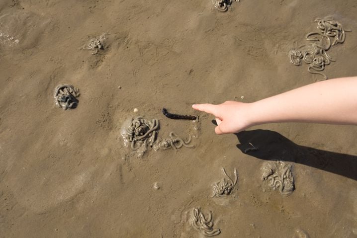 68d2022a-4124-4528-a981-ff95ecc63027 Sous le sable, une plage pleine de vie