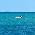 Record de température des océans en août : impact du réchauffement climatique et d&rsquo;El Niño