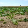 L&rsquo;impact de la sécheresse sur l&rsquo;agriculture française : analyses et solutions