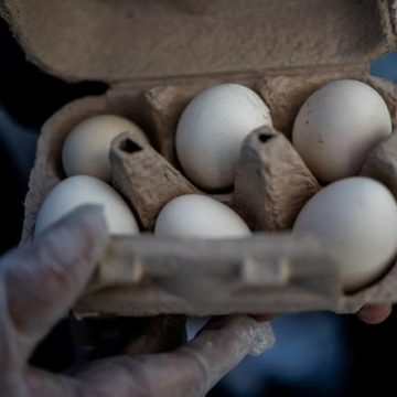 Accord entre trois géants de l&rsquo;œuf et la justice américaine