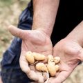 Les acteurs de la grande distribution soutiennent les agriculteurs face à la sécheresse