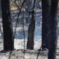 Les incendies dans le Var, la Drôme et la Lozère : Bilan et mobilisation