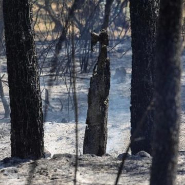 76ddbe1a-cb7d-4143-956e-aba6edbadf93 Les incendies dans le Var, la Drôme et la Lozère : Bilan et mobilisation