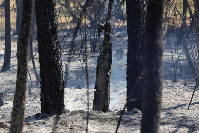 76ddbe1a-cb7d-4143-956e-aba6edbadf93 Les incendies dans le Var, la Drôme et la Lozère : Bilan et mobilisation