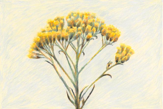 7c72f1e7-d69e-4a2b-b110-933b2d572bd7 Les Plantes Parfumées Évoquant les Vacances