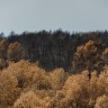 La régénération de la forêt du Gros Bessillon après les incendies