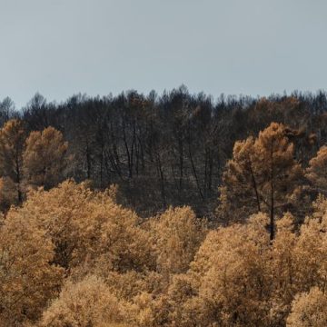 La régénération de la forêt du Gros Bessillon après les incendies