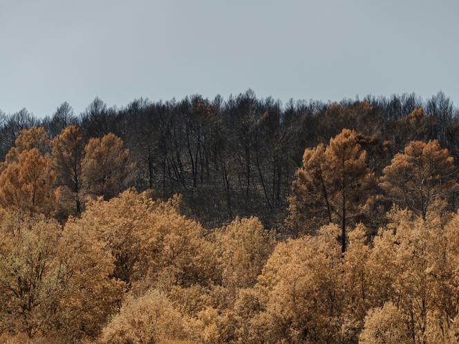 7e2c4152-55fd-4a60-9814-2e9fa2643ed2 La régénération de la forêt du Gros Bessillon après les incendies