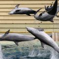Le projet de transfert de dauphins à Beauval abandonné
