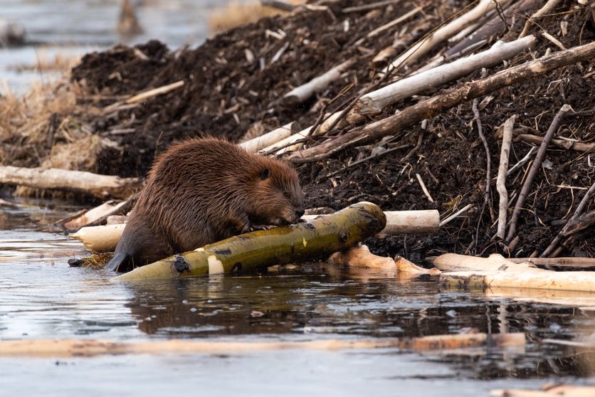 A large castor canadensis beaver chewing on popular branch Le Castor : Un Allié Contre le Changement Climatique