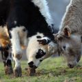 Un taureau chute mortellement à Fougères