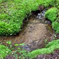 Sécheresse alarmante: 43% des petits cours d&rsquo;eau affectés