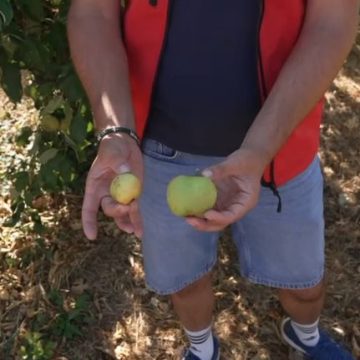 86ab9716-25c9-405d-80ef-8e5f41c60c97 L’impact de la canicule sur la production de fruits