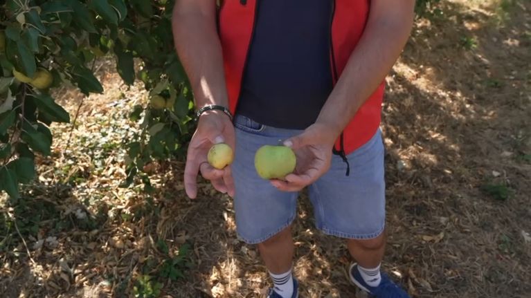 86ab9716-25c9-405d-80ef-8e5f41c60c97 L’impact de la canicule sur la production de fruits