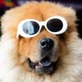 Les effets d&rsquo;une éclipse solaire sur les animaux de compagnie