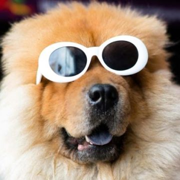 Les effets d&rsquo;une éclipse solaire sur les animaux de compagnie