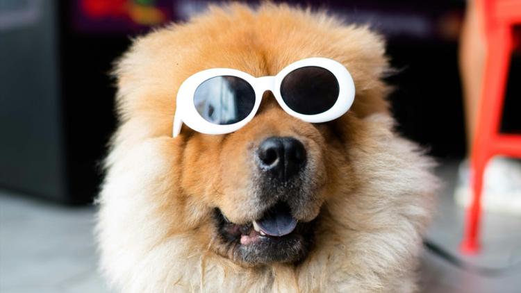 8988aa53-5812-4acb-8983-48058e97e596 Les effets d’une éclipse solaire sur les animaux de compagnie