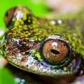 Découverte d&rsquo;une Nouvelle Espèce de Grenouille au Costa Rica : Un Habitat en Danger