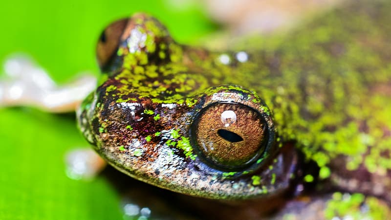 8bf466e2-4a5c-4b14-9cf3-a1e31559af19 Découverte d’une Nouvelle Espèce de Grenouille au Costa Rica : Un Habitat en Danger