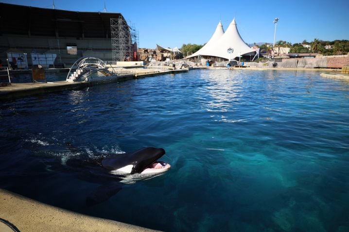 8eda9b51-f292-444e-9dd1-41286e4b6aec L’avenir incertain des dauphins après l’abandon du projet de Beauval
