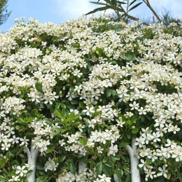 Choisya ternata La Vitalité du Choisya ternata dans Nos Jardins