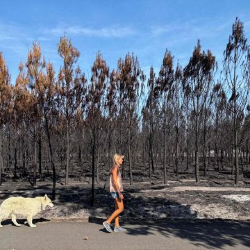 9517bc8e-f744-4872-bfb4-05dc66b65f4e Incendies en France et ailleurs : point sur la situation