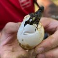 Naissance de dix crocodiles du Nil à la Ferme aux Crocodiles