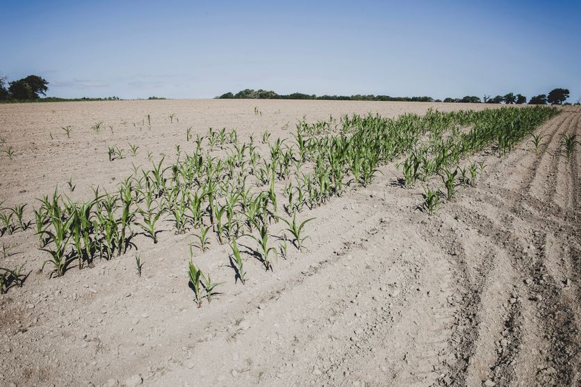 FRANCE-SECHERESSE-AGRICULTURE-CLOHARS-CARNOET Baisse Historique de la Production de Maïs en France en 2026