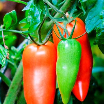 a904232d-2060-4d21-bc1b-ff3a408f1f09 Comment mieux conserver vos fruits et légumes