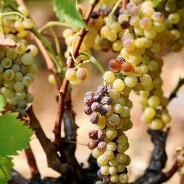Des vendanges exceptionnellement précoces face à la canicule